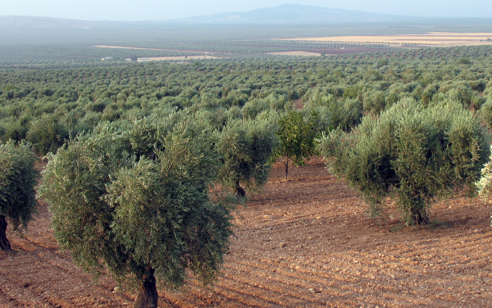 Campagne agricole : nouvelle dynamique dans le monde rural avec les dernières pluies